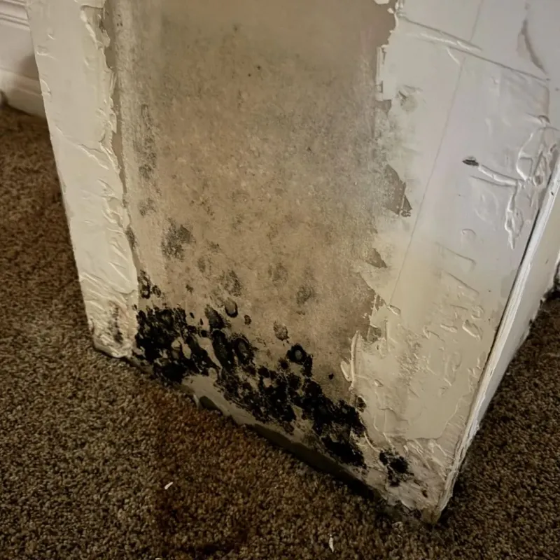 Professional Mold Removal in Muenster, TX
